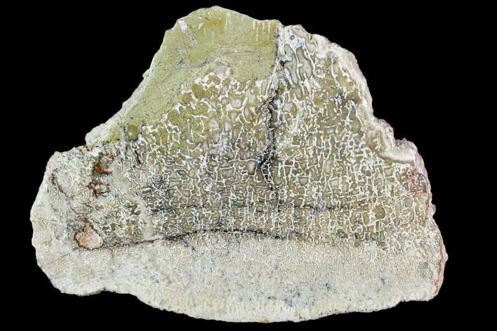 Polished Dinosaur Bone (Gembone) Section - Morocco #107104